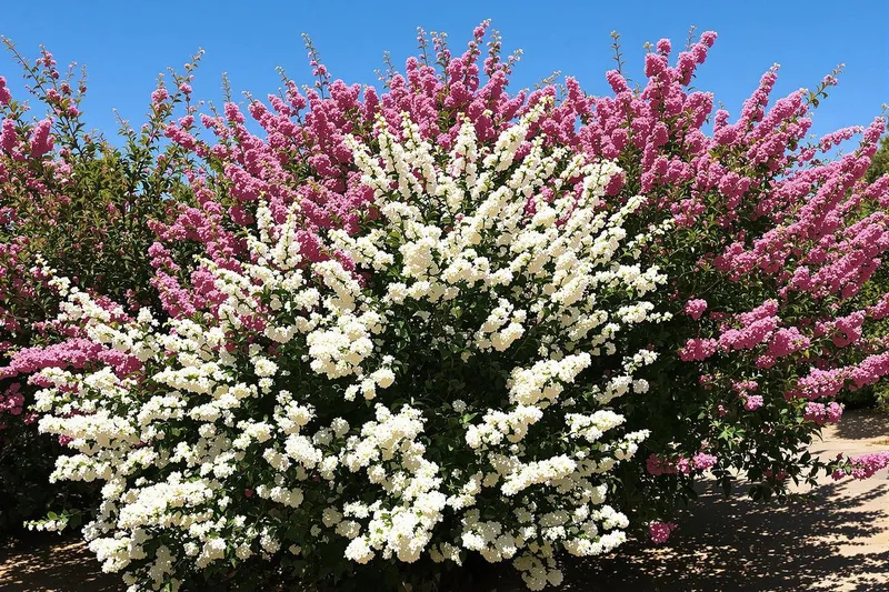 Découvrez l'arbuste parfait pour jardins secs : floraison magnifique sans arrosage et effet spectaculaire