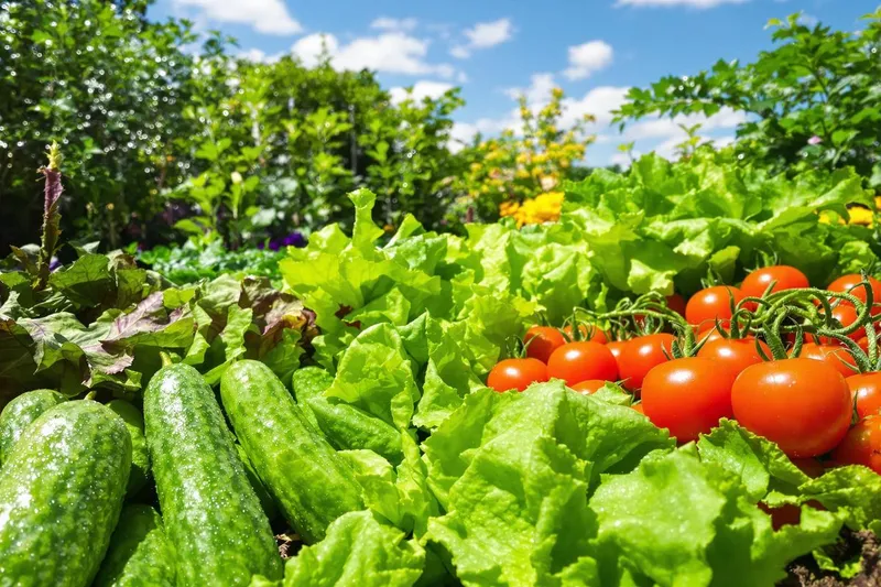 Découvrez l'astuce indéniable pour des légumes et fruits ultra frais cet été, même sous la chaleur
