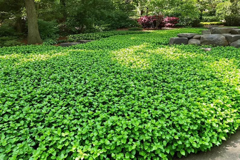 Découvrez le couvre-sol innovant qui reste vert même sous la canicule