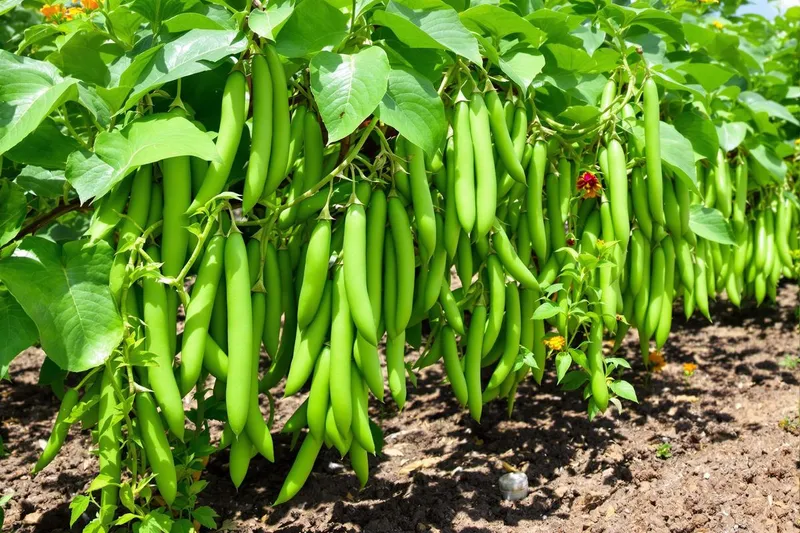 Découvrez le geste incontournable d'août pour une abondante récolte de haricots verts jusqu'à fin d'été