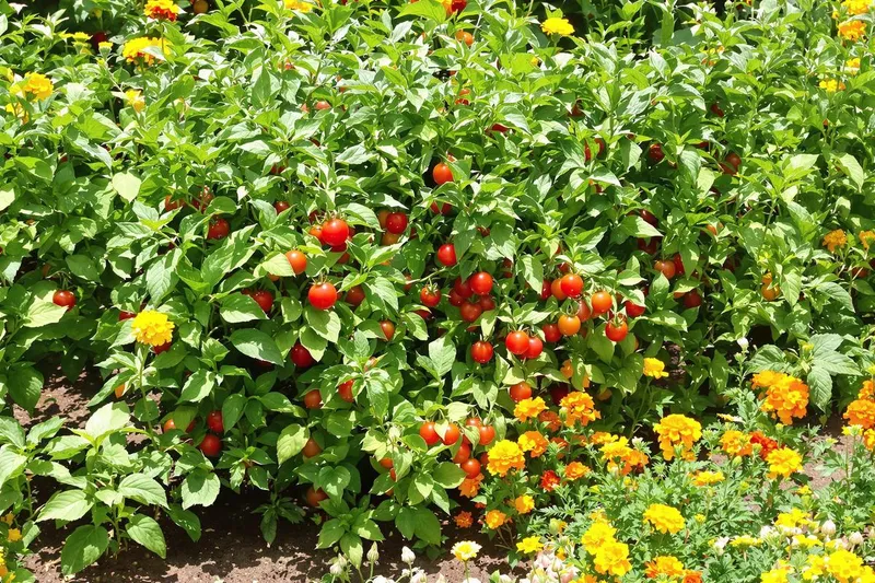 Découvrez les 5 plantes compagnes qui transforment vos tomates en véritables chefs-d'œuvre