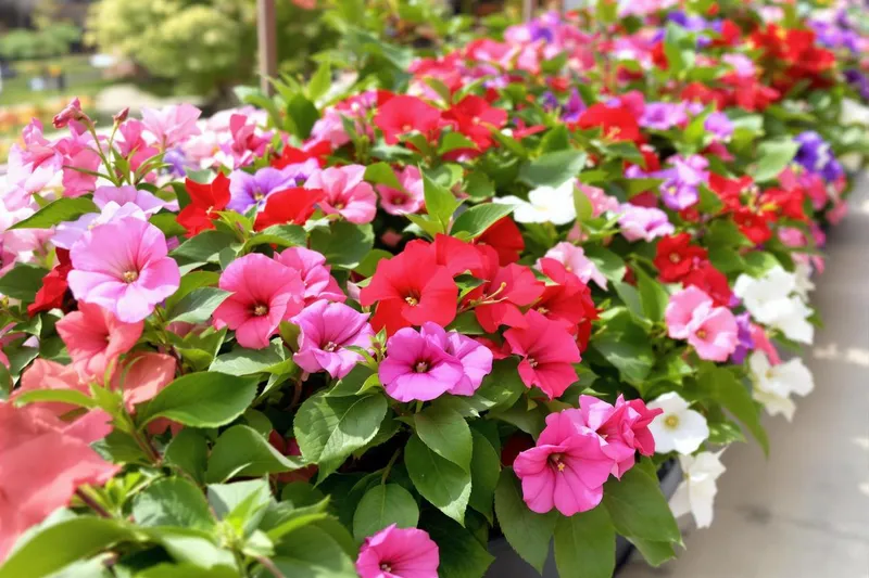 Découvrez l'impatiens : la fleur éclatante qui surpassera les géraniums sur votre balcon ce printemps
