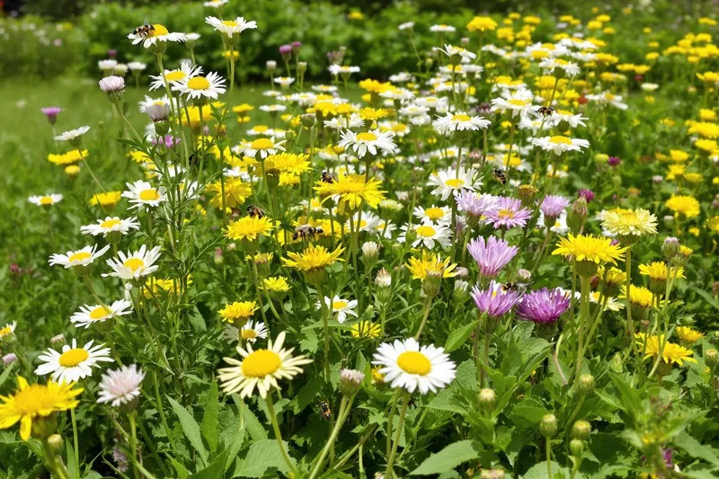 Découvrez pourquoi ces fleurs que vous arrachez sans y penser sont cruciales pour votre sol et vos cultures