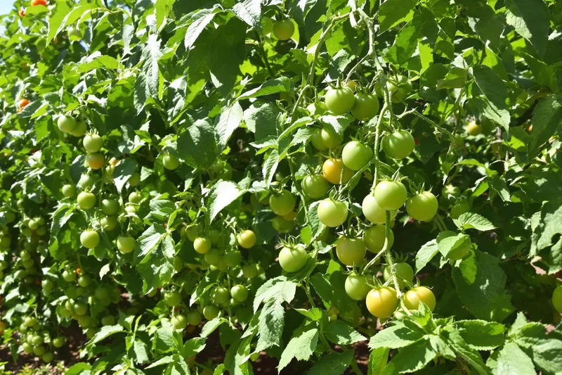 Découvrez pourquoi il vaut mieux garder les "gourmands" sur vos plants de tomates