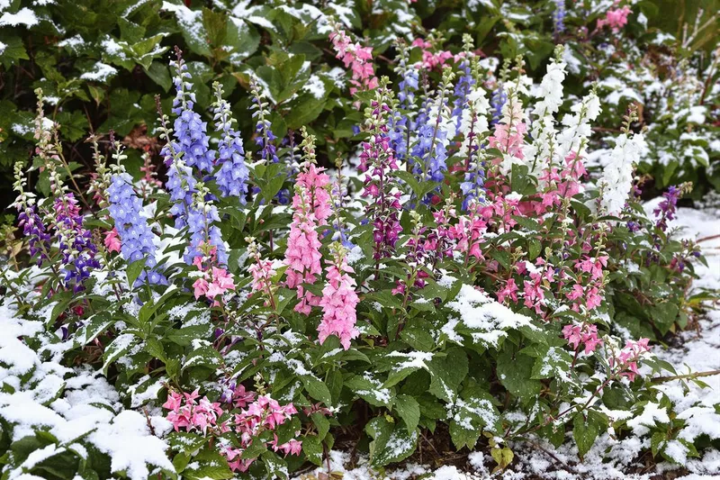 Découvrez cette plante hivernale magique qui enchante et enrichit votre jardin