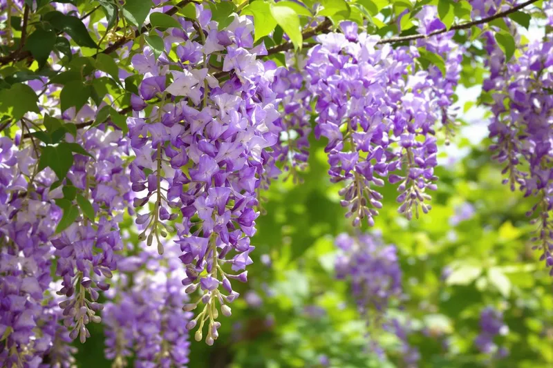 Dernière chance pour une floraison spectaculaire de votre glycine