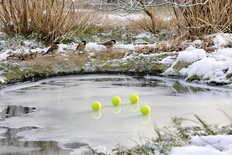 Des balles de tennis dans le jardin : en quoi consiste cette astuce écologique insolite pour aider la faune cet hiver ?