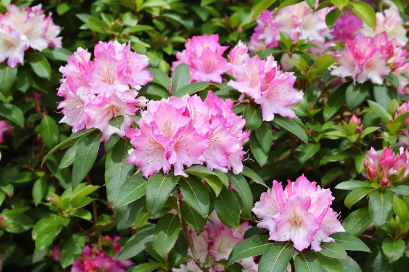 Ces gestes incontournables à faire ce week-end pour une floraison spectaculaire des rhododendrons au printemps