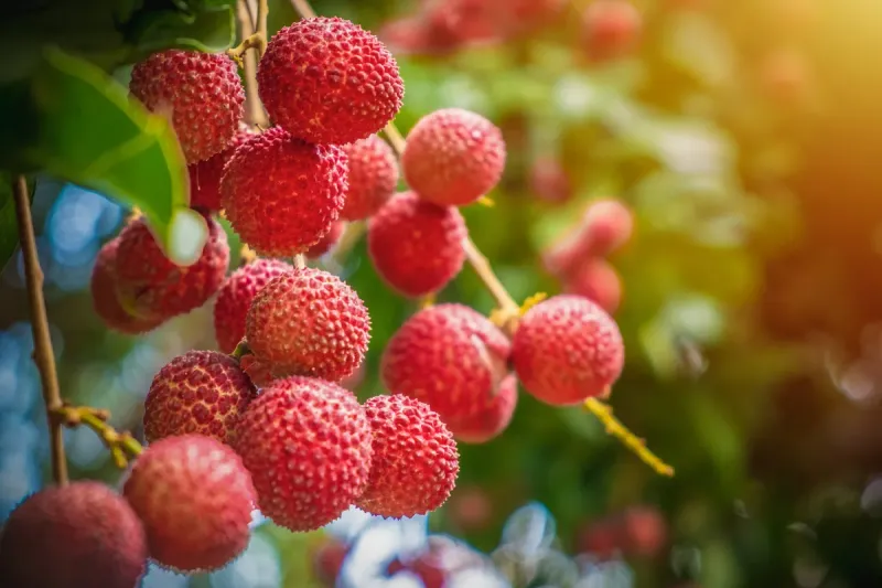 Des noyaux de litchi métamorphosés en une forêt rose : découvrez l'art du jardinage durable