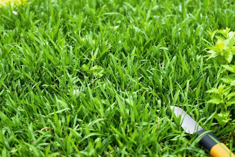 Comment bien désherber votre gazon facilement