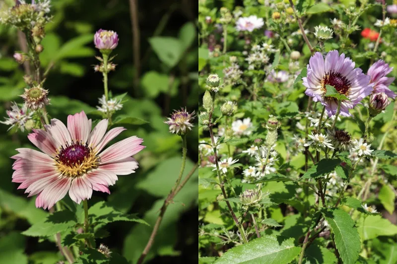 Deux fleurs sauvages indigènes mises en lumière par Postes Canada pour la biodiversité