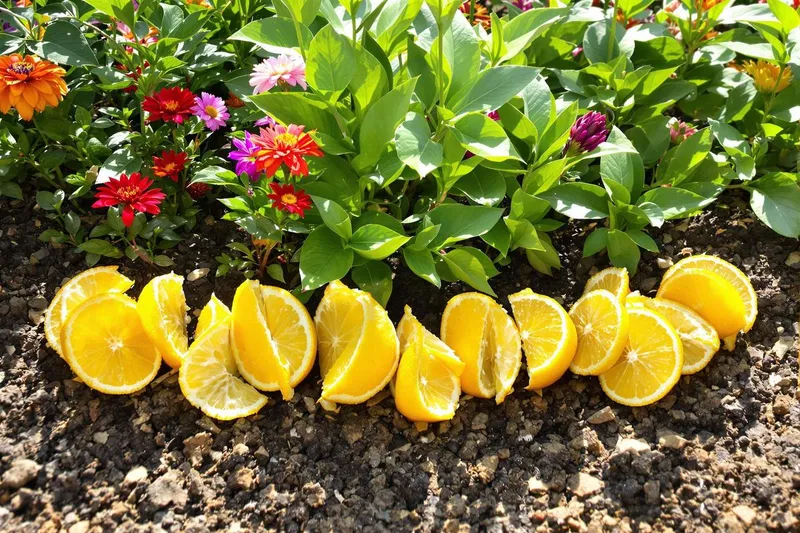 Deux fruits étonnants pour garder votre jardin à l'abri des chats : fini la litière géante !