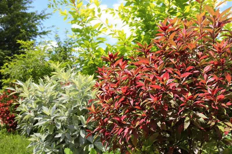 Dites adieu au bambou : ces 2 arbustes poussent vite et sans tracas