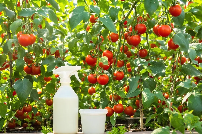 Éliminez mildiou et cul noir : l'ingrédient naturel du frigo qui sauve vos tomates