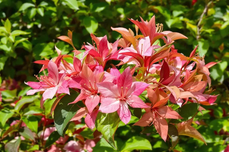 Envie d'un arbuste unique ? Découvrez le bijou exotique qui sublimera votre jardin