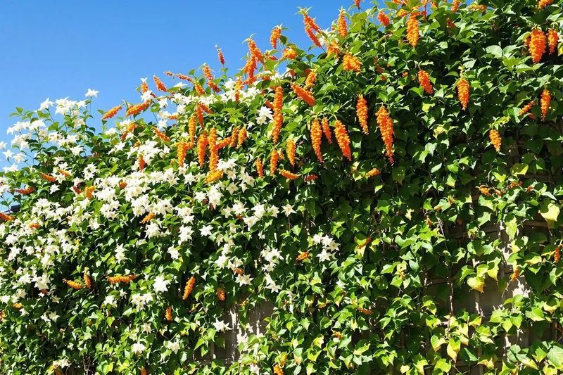 Été : les végétaux secrets à adopter d'urgence pour couvrir vos murs sans craindre la sécheresse
