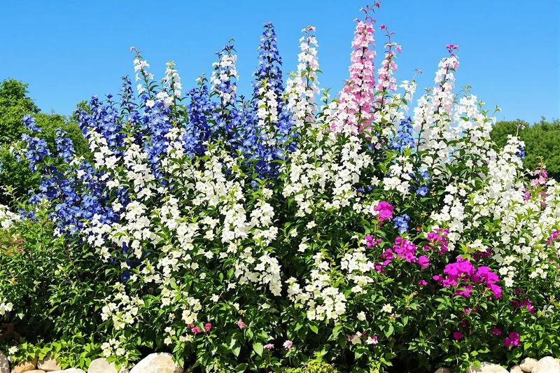 Étés brûlants : ces vivaces transforment vos massifs sans eau