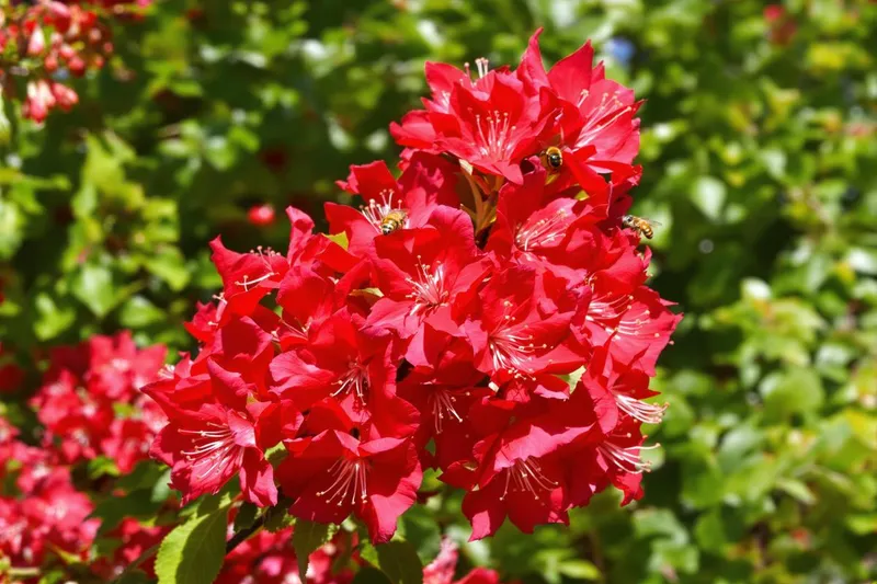 Éveillez votre jardin au printemps avec cet arbuste éclatant qui attire les regards et les pollinisateurs