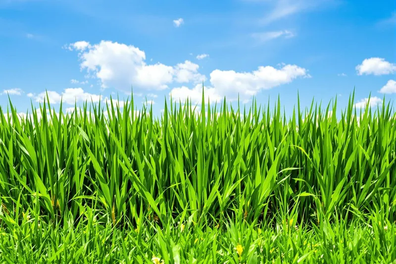 Évitez les erreurs de tonte au printemps : conseils pour une pelouse parfaite