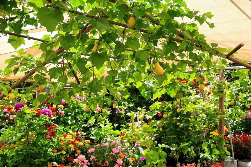 Fabriquez un parasol végétal 100% récup pour protéger votre jardin de la canicule avec ce que vous avez déjà