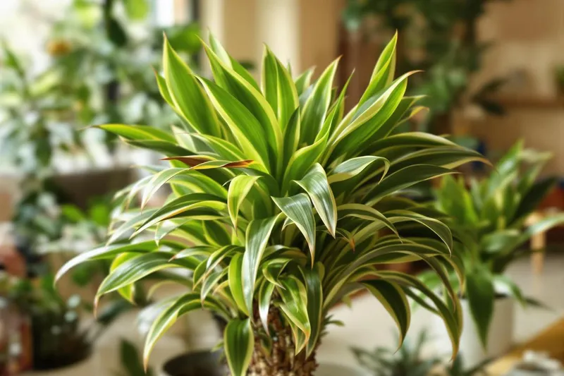 Faut il couper le bout des feuilles marron dracaena