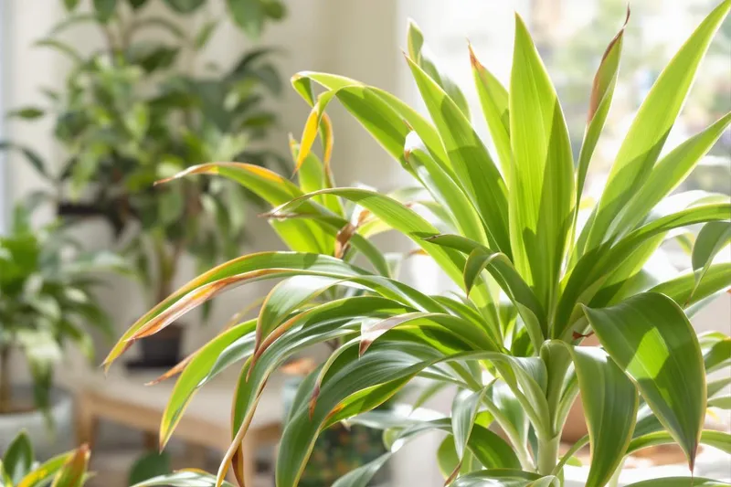 Faut-il couper le bout des feuilles marron dracaena ?