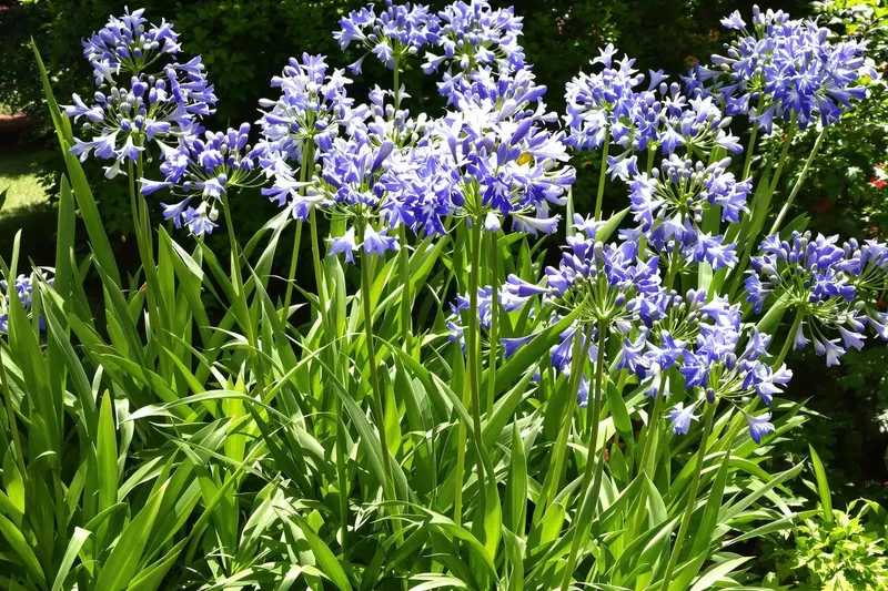 Faut-il couper les feuilles des agapanthes ?