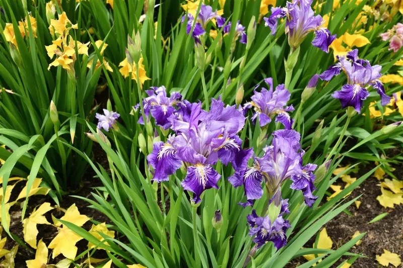 Faut-il couper les feuilles fanées des iris ?