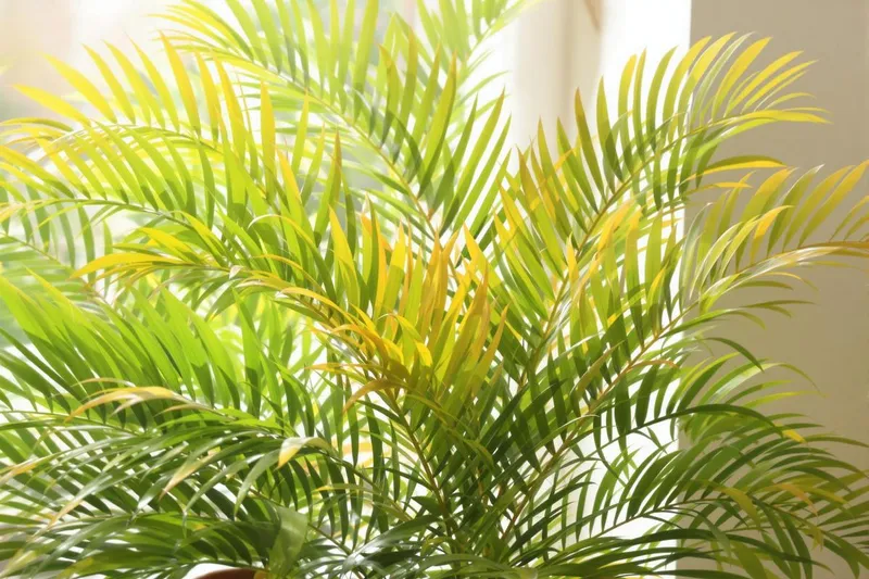 Faut-il couper les feuilles jaunes du cycas ?