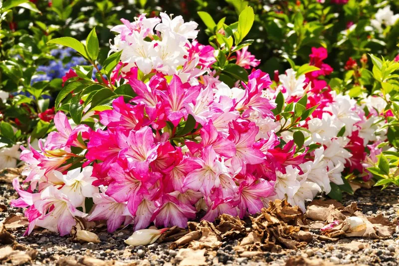 Faut-il couper les fleurs fanées des lauriers roses ?