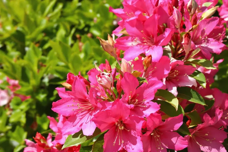 Faut-il couper les fleurs fanées des lauriers roses ?