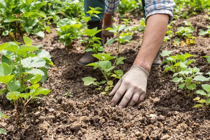 Désherber avant de retourner la terre : est-ce utile ?