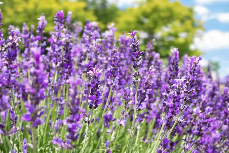 Faut-il tailler la lavande avant le printemps ? Voici ce que disent les experts jardinage