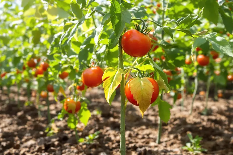 Feuilles de tomates qui jaunissent : causes et solutions
