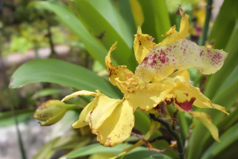 Orchidée aux feuilles jaunies : que faire ?