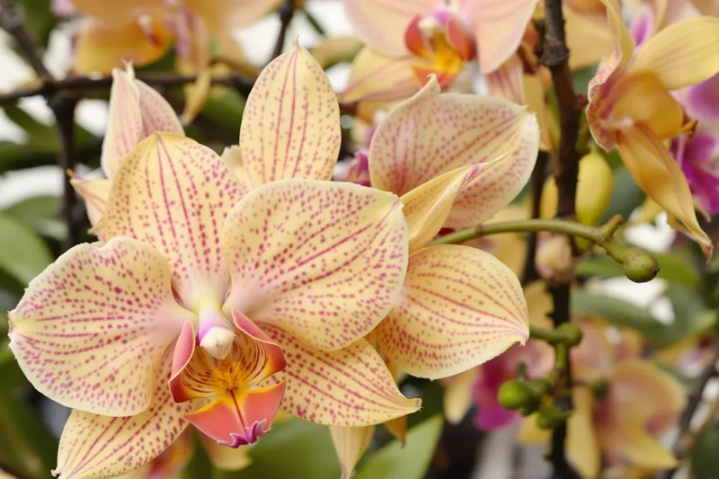 Que faire contre les feuilles jaunies des orchidées : astuces