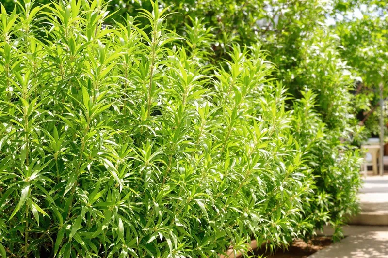 Frelons asiatiques : découvrez la plante incontournable pour les éloigner grâce à son odeur insupportable