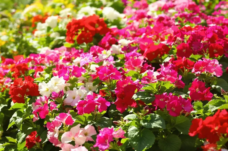 Géraniums : l'astuce indispensable pour assurer une floraison spectaculaire tout l'été !