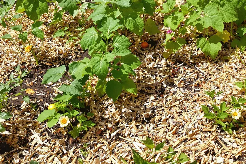 Je pensais bien faire en utilisant des copeaux de bois, mais mes légumes se meurent sans explication