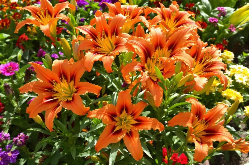 La fleur spectaculaire du printemps qui embellit vos massifs et bluffe tout le monde en mai