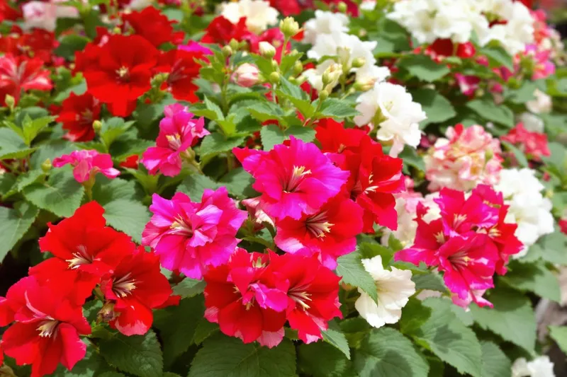 La méthode incontournable pour relancer la floraison de vos géraniums dès maintenant : les secrets des jardiniers révélés