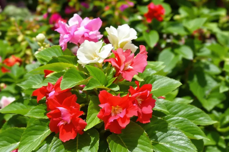 La plante injustement démodée qui illumine les jardins de mai à octobre