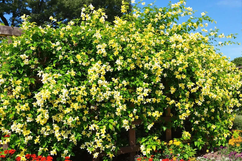 La plante qui pousse vite et parfume votre jardin : découvrez cette grimpante incontournable