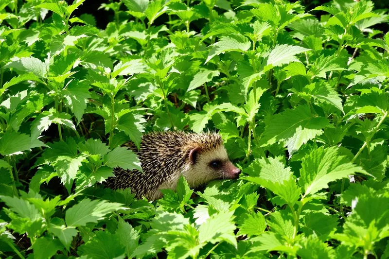 La plante secrète qui attire les hérissons en masse dans votre jardin