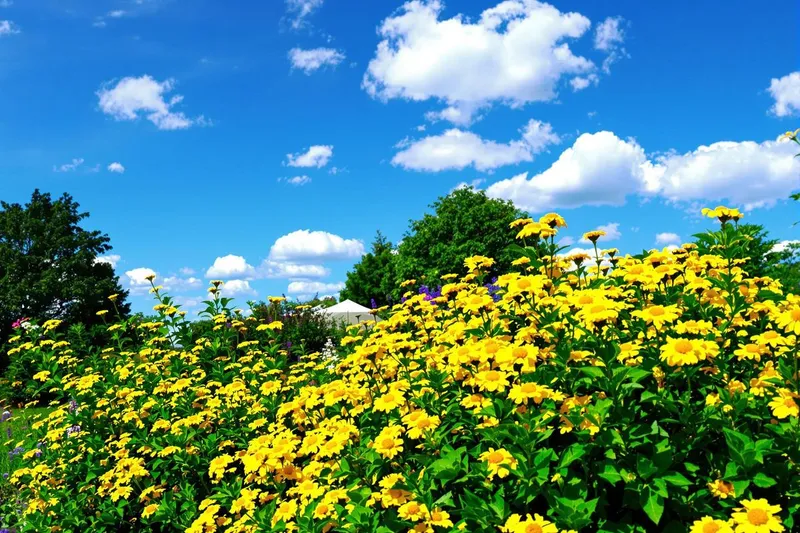 La vivace qui résiste à tout et fleurit jusqu'à l'hiver, à planter d'urgence