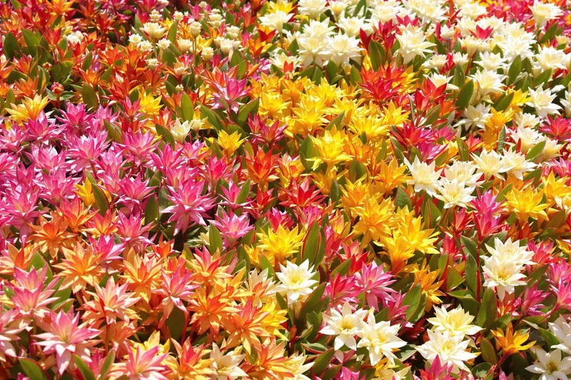 La vivace qui transforme votre jardin : plus besoin d'arrosage jusqu'à septembre