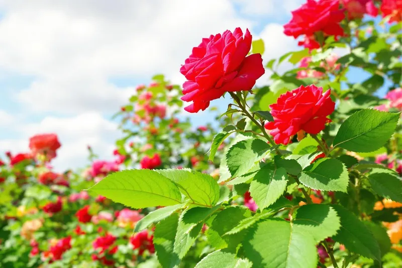 L'astuce imparable contre les pucerons qui a transformé mes rosiers pour toujours