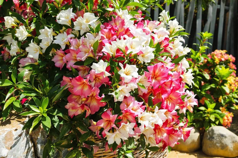 Laurier-rose : l'erreur fatale que commettent trop de jardiniers et qui ruine sa floraison