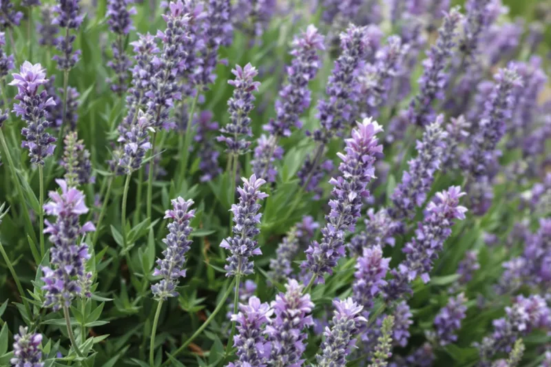 Quand planter la lavande dans votre jardin pour de belles fleurs