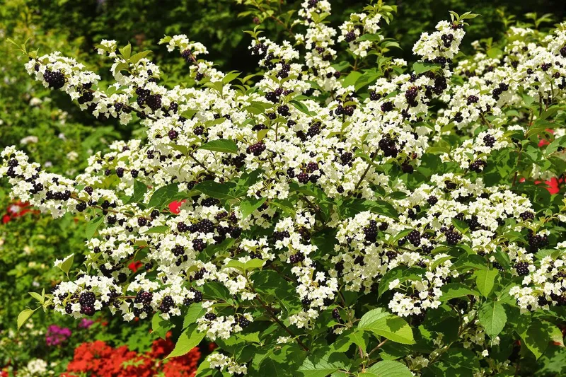 Le buisson ancien qui révolutionne les jardins : beauté, soin et saveur au rendez-vous